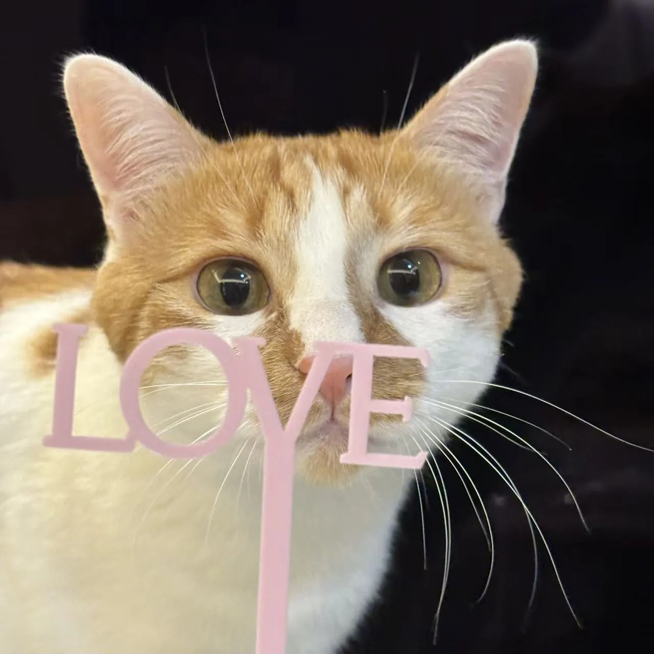 橘白猫和粉色 LOVE 字牌